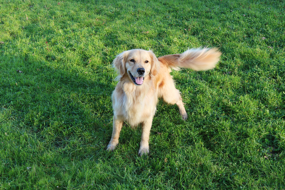 Golden,Retriever,dog,hund