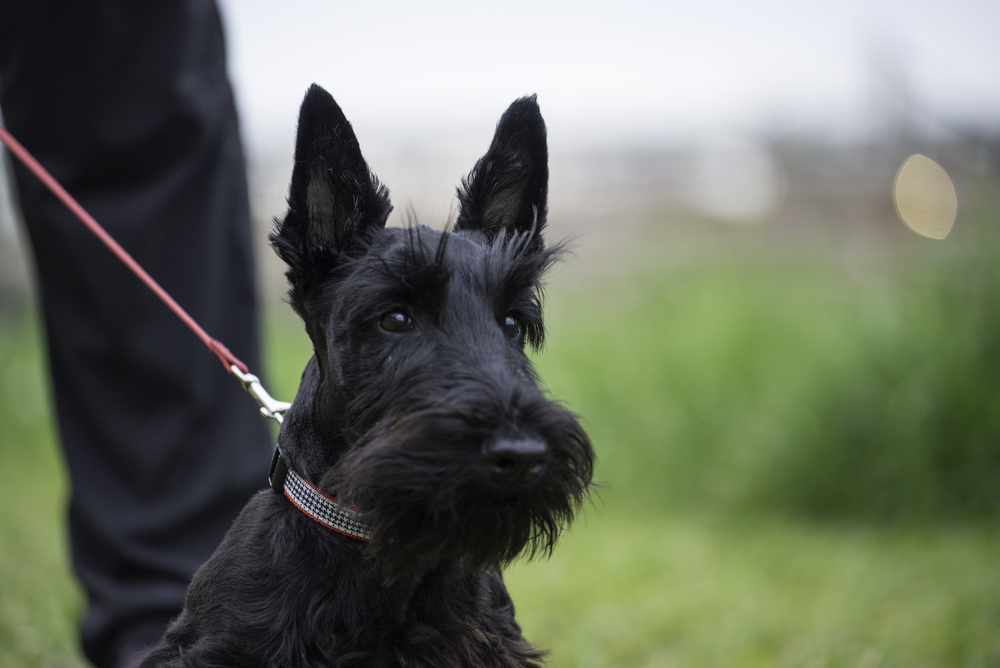 Scotch,Terrier,Dog,leash, hund,snor