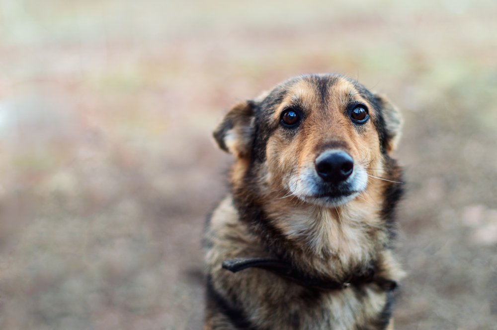 dog,hund,big,eyes,store,øjne