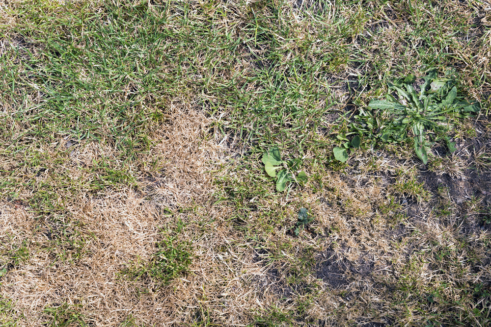 Grass,dry,tørt,grass