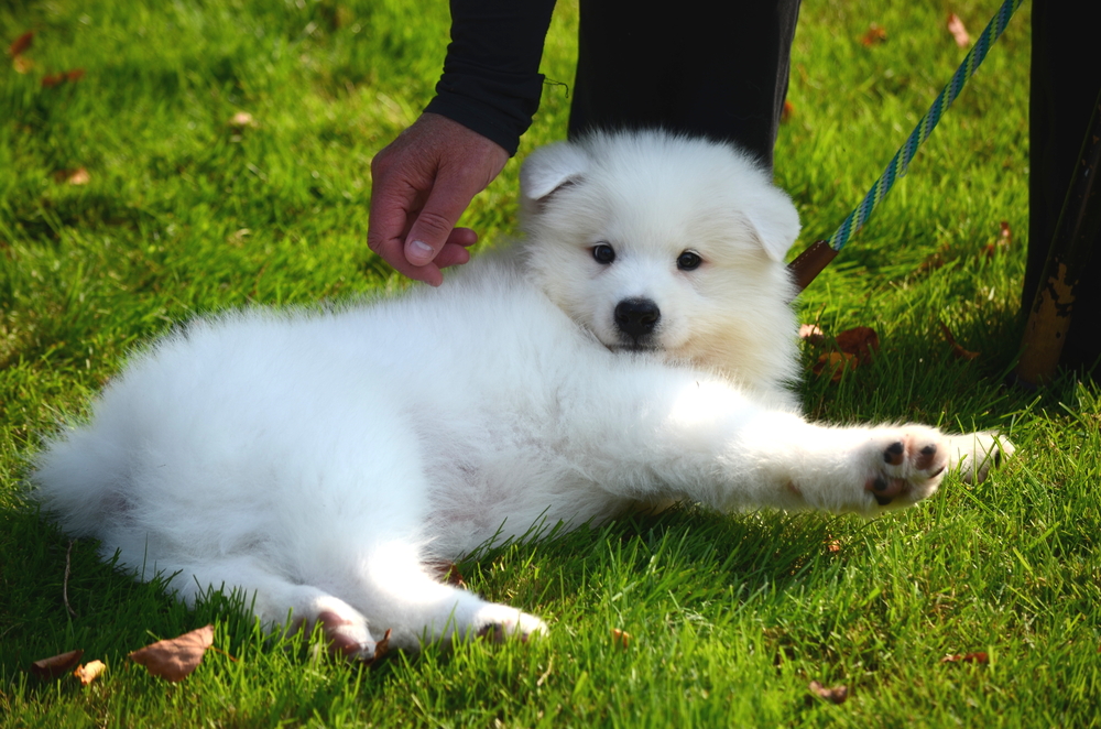 dog,Japanese,Spitz,Puppy,hundehvalp