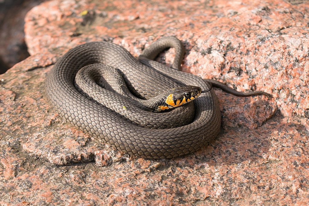 Man Bitten 200 Times by Snakes Helped Develop Revolutionary Antivenom