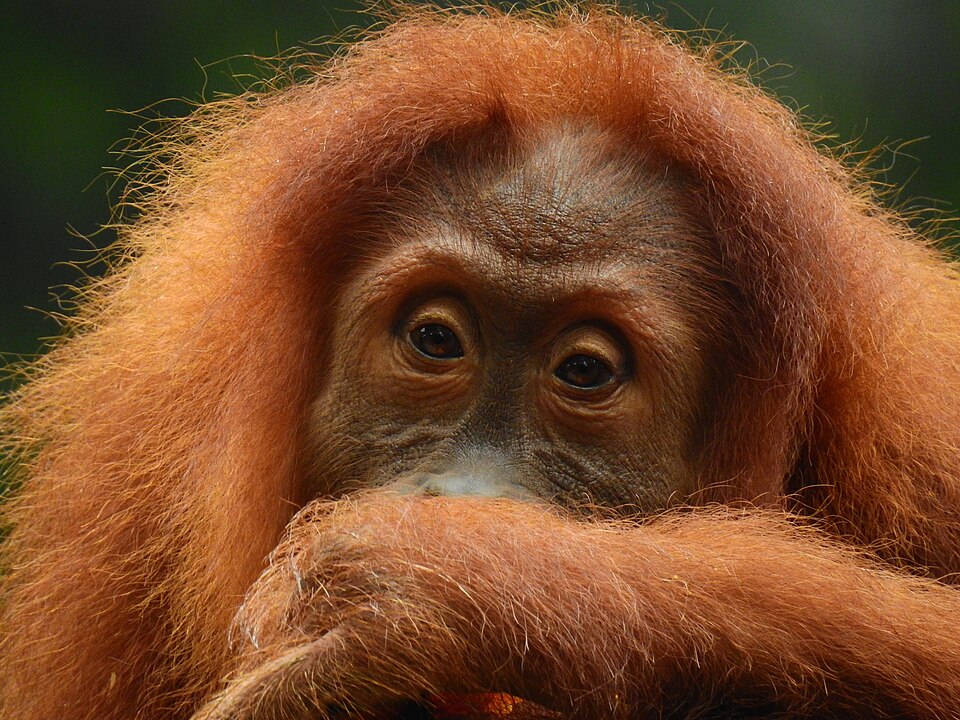 Orangutan