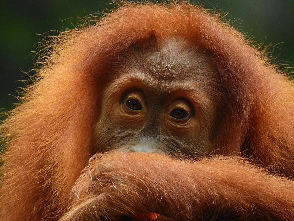 Orangutan