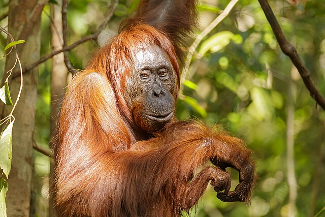 Orangutan