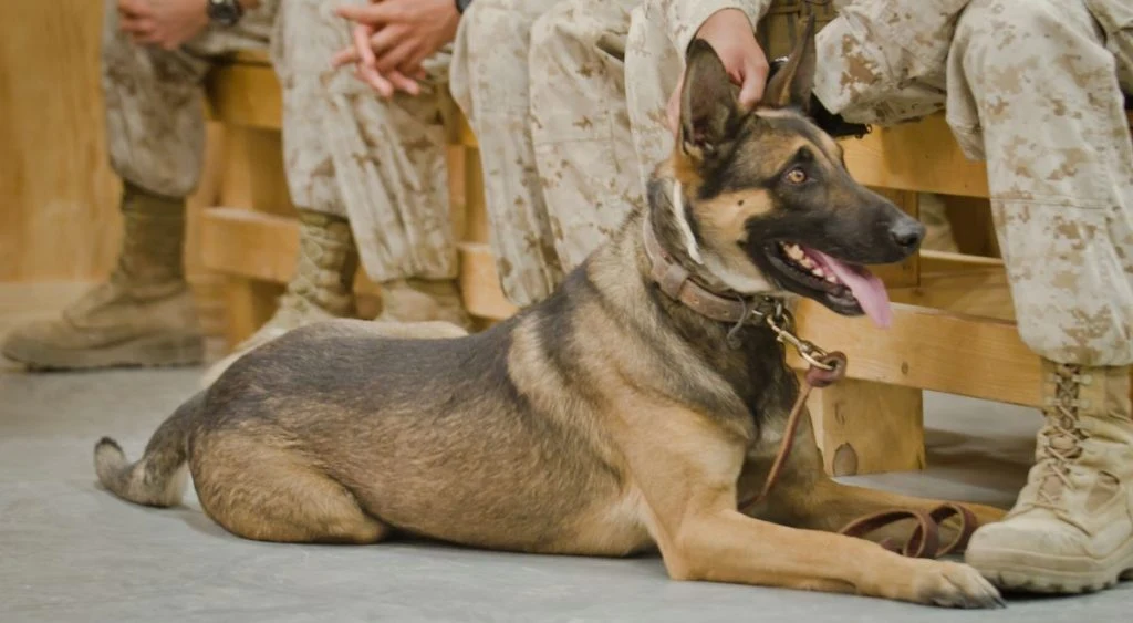 Military dog