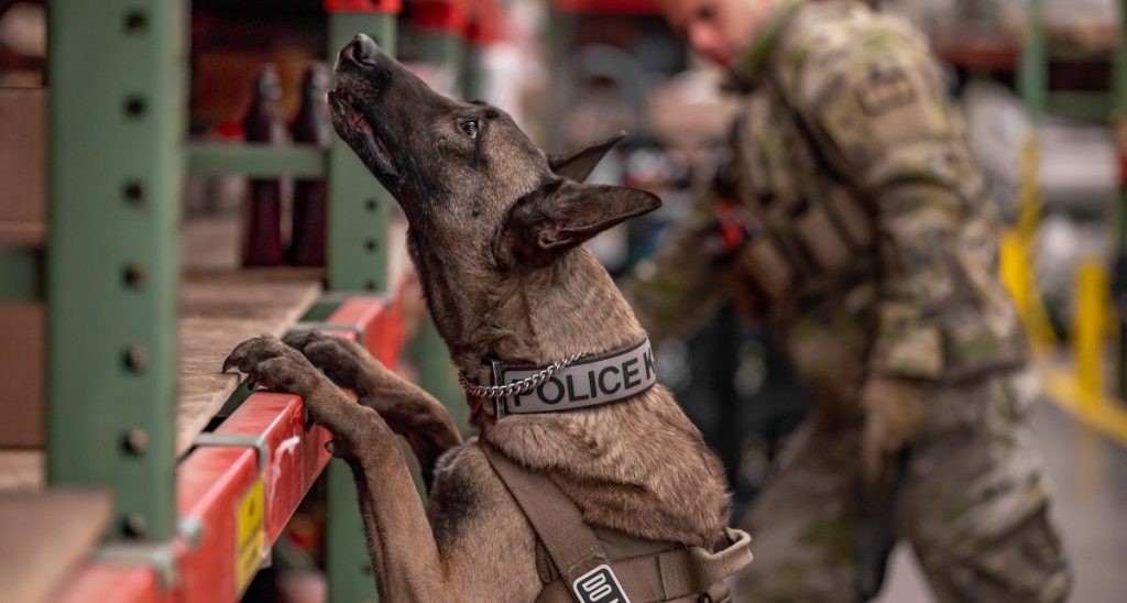 military dog
