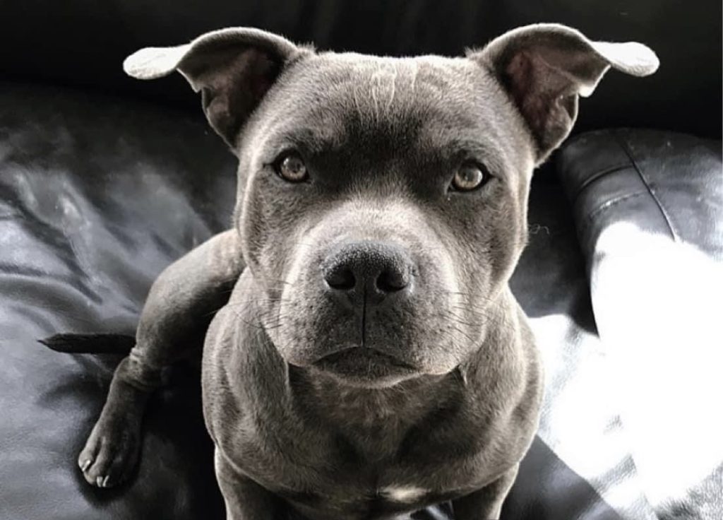 Staffordshire Bull Terrier