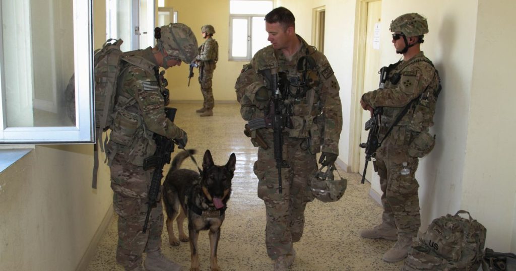 Military_working_dog