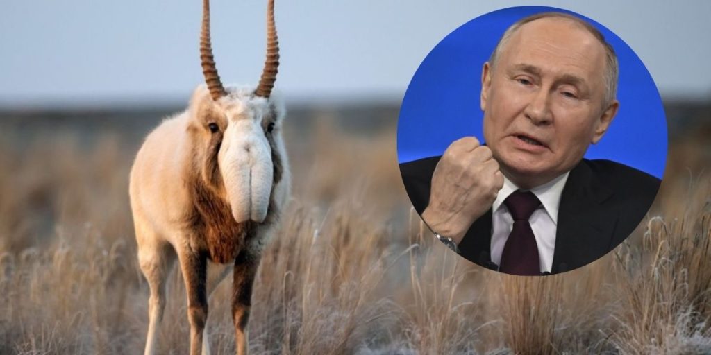 Putin unter Belagerung – durch Antilopen: Farmen verwüstet in Getreidekrise