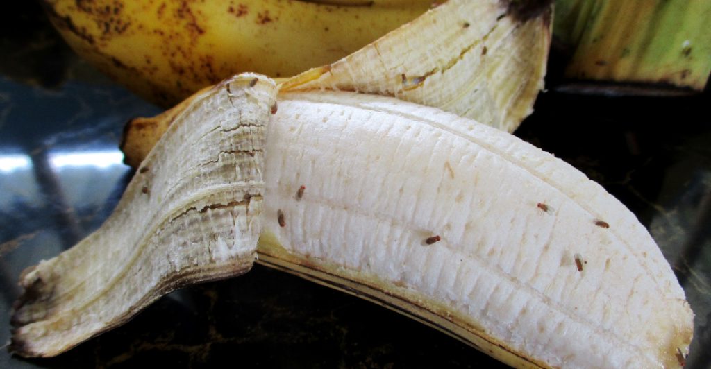 Äntligen: Bli kvitt bananflugorna – med detta oväntade kökstrick