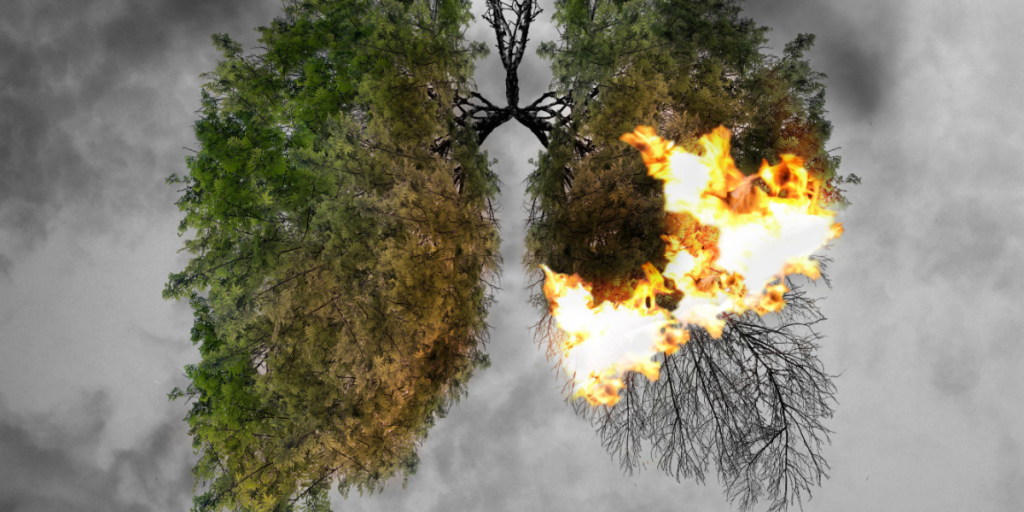 Lungs of the Earth, burning, fire, wildfire