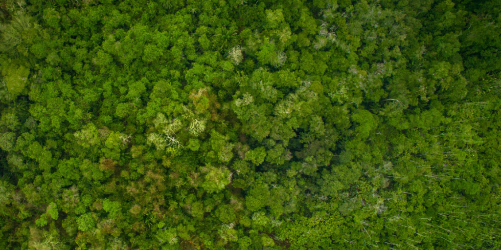 Amazon, rain forest