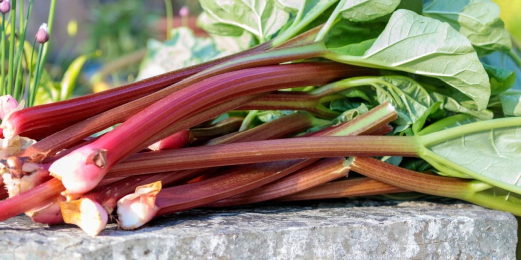 Rabarber,rhubarb
