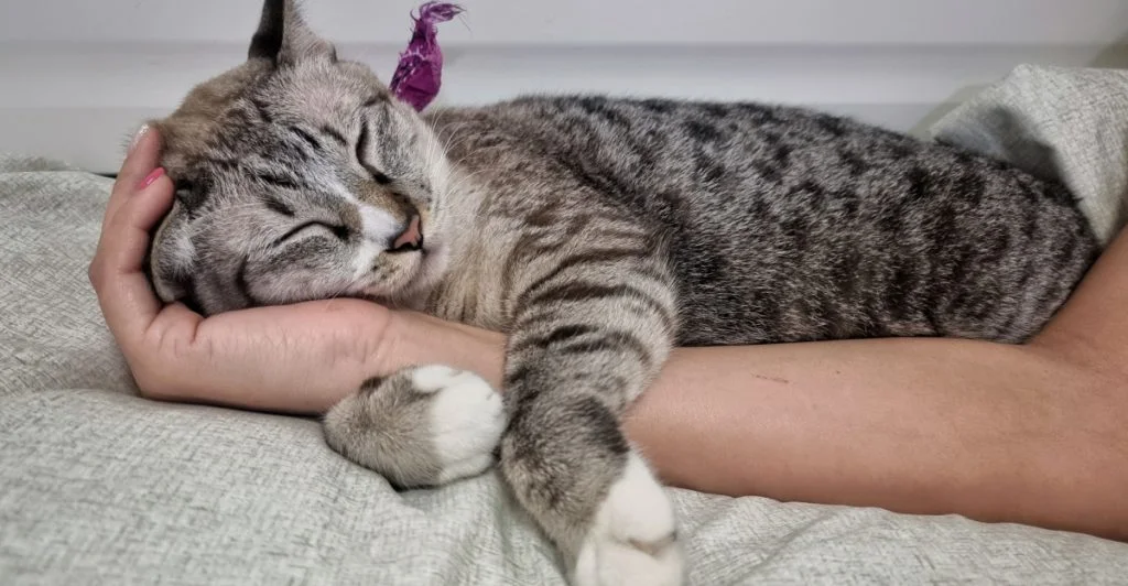 Dyrlæge forklarer: Sådan vælger en kat sin favoritperson