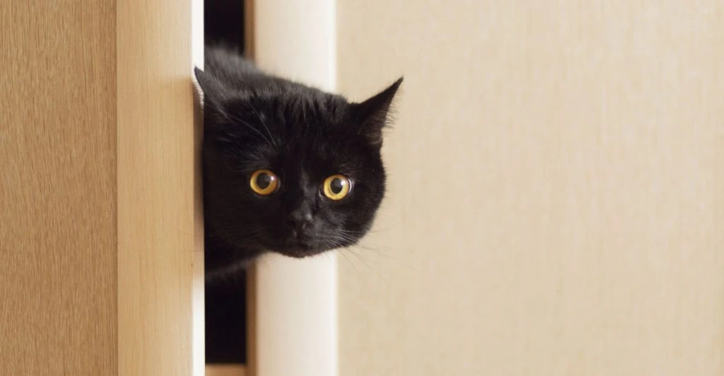Acoustic Kitty: Sådan CIA at vinde Den Kolde Krig med spionkatte