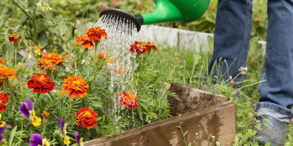 Have, garden, water, vandkande, blomster, flowers, summer