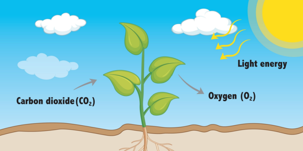 Fotosyntese, photosynthesis