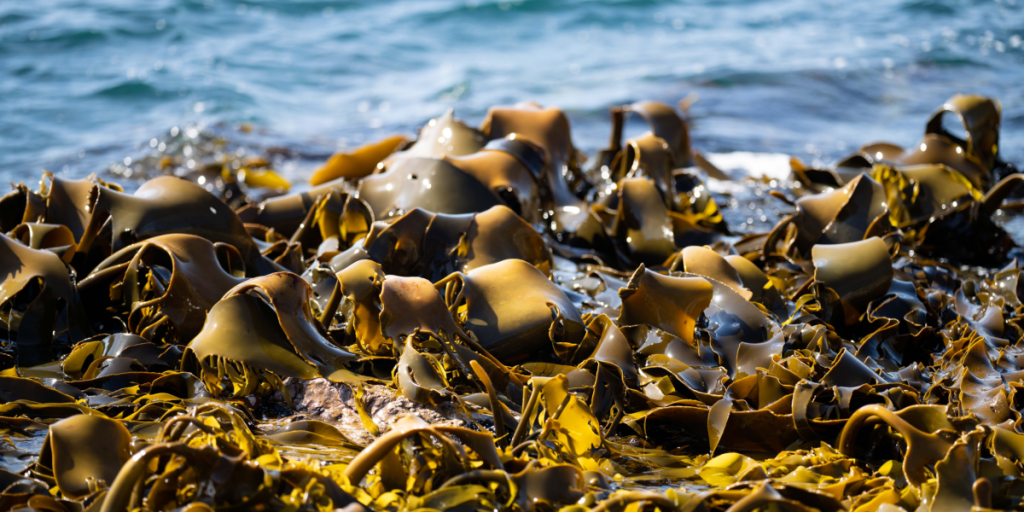 Seaweed, marine algae, kelp
