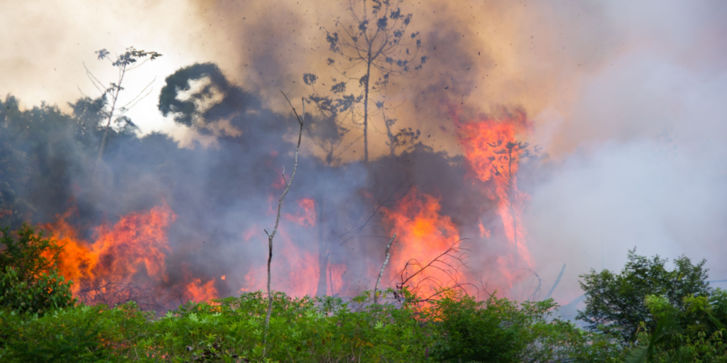 Amazon, rain forest, wildfire, deforestation