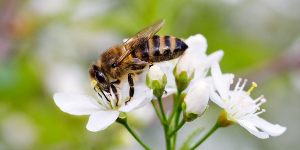 blomster, bi, flower, bee,