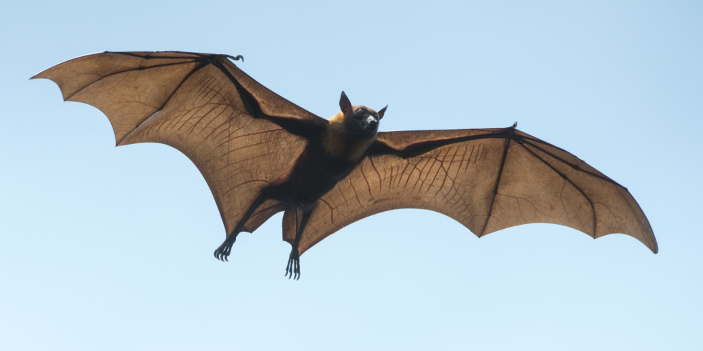 Bat, flagermus