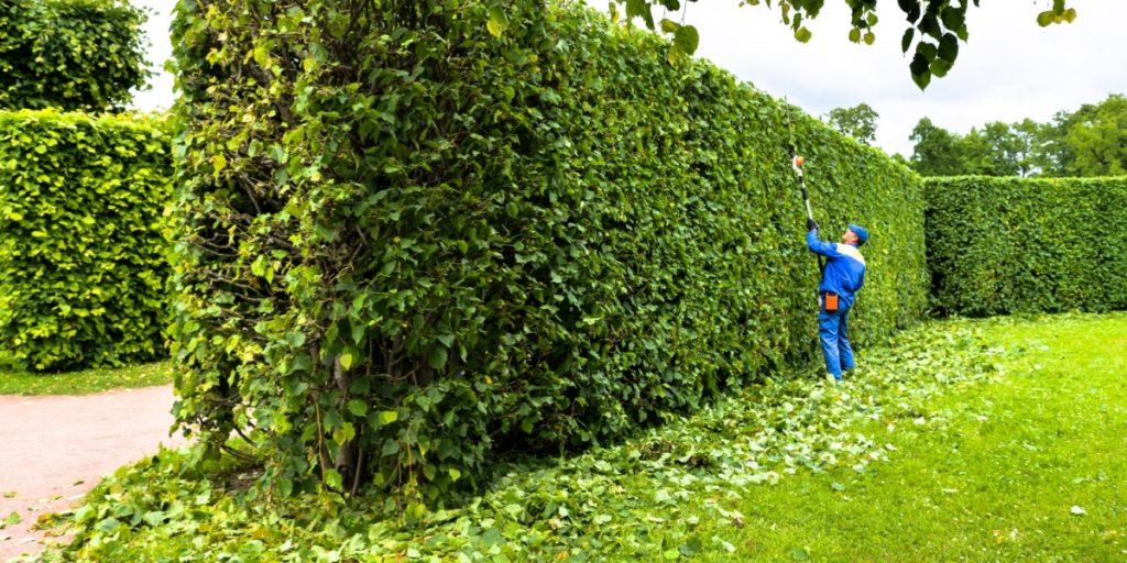 Hæk, hækkeklipning, bush trimming
