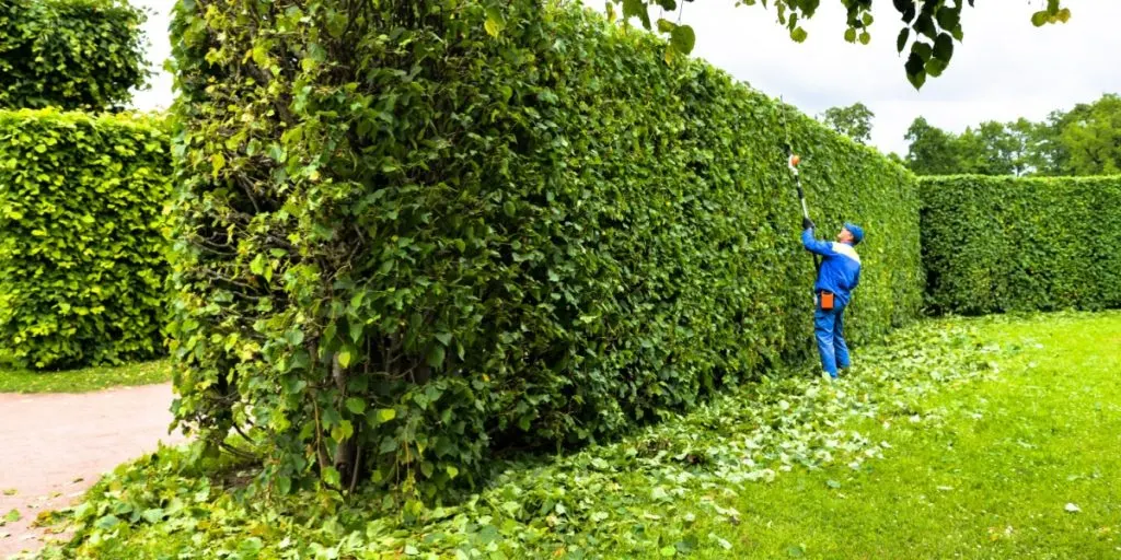 Hæk, hækkeklipning, bush trimming