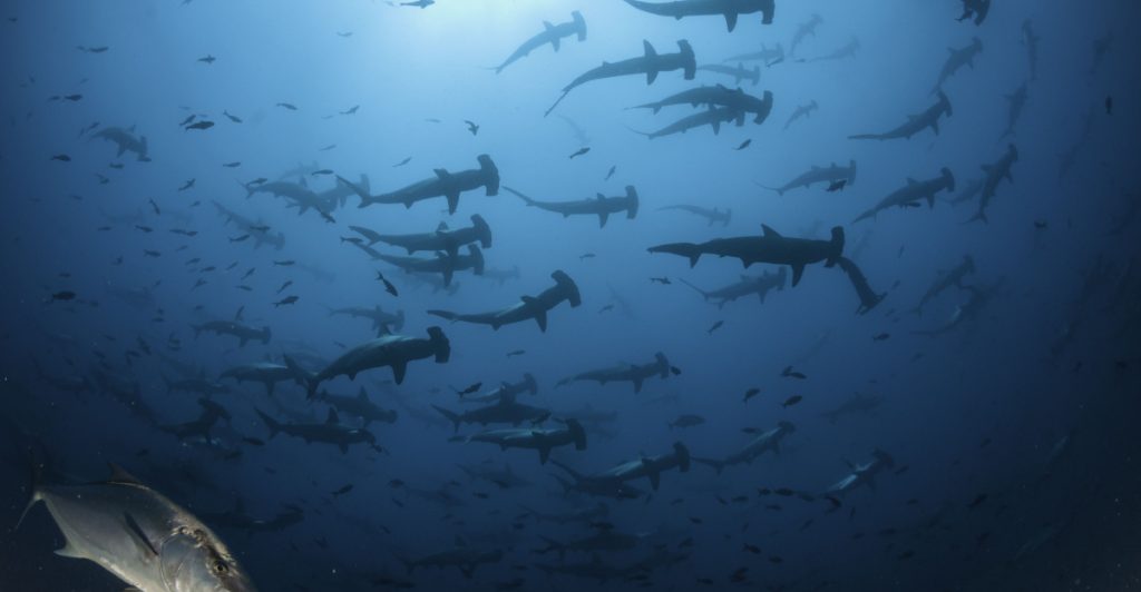 Carolina Golfers Get a Surprise as Hammerhead Shark Falls from Sky