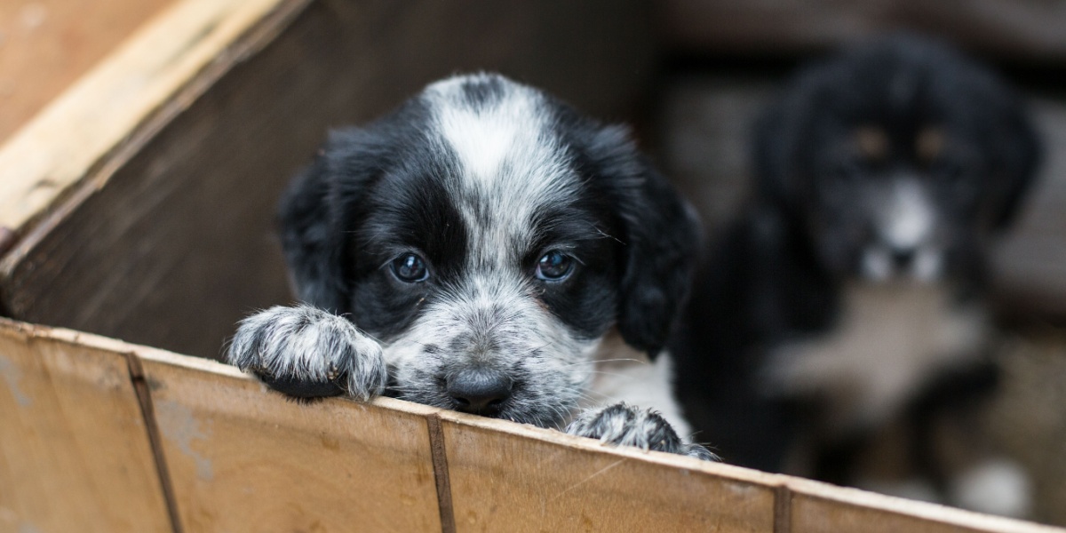 Hund, hvalp, dog, puppy