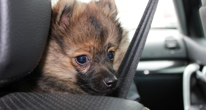 hund, hunde, hund i bilen