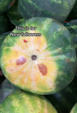 Vandmelon / Watermelon - TikTok