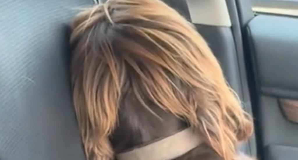 Hund från TikTok