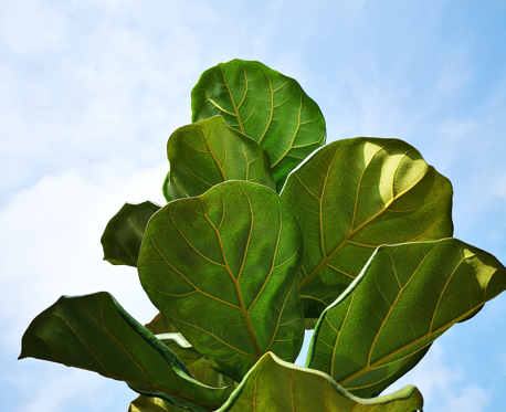 Plante, plant, Ficus lyrata, fiddle-leaf fig