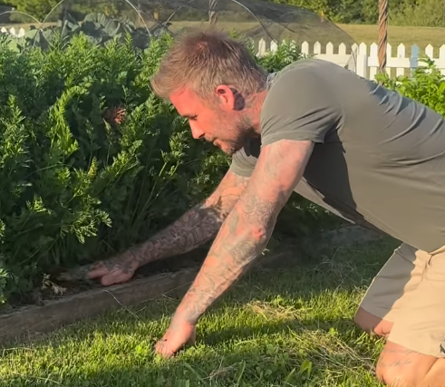 David Beckham, gardening, køkkenhave, kjøkkenhage