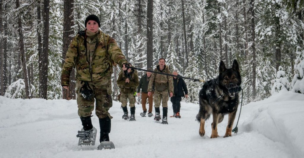 Military dog
