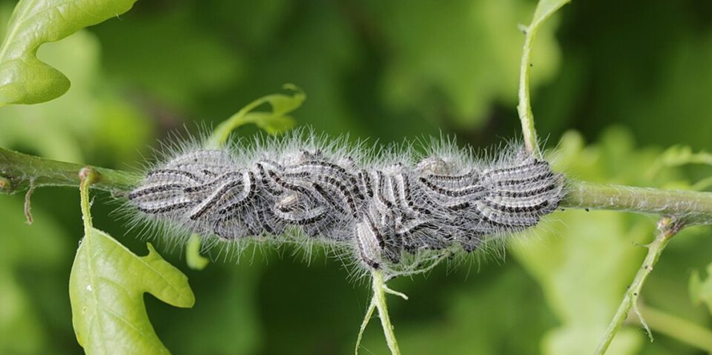 Larva, larve