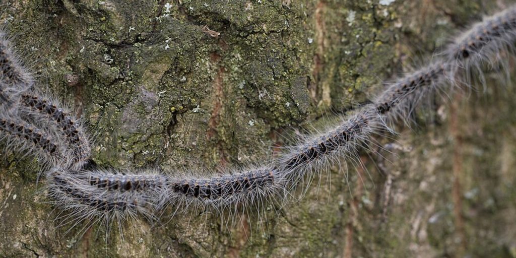Eichenprozessionsspinner, larva, larve