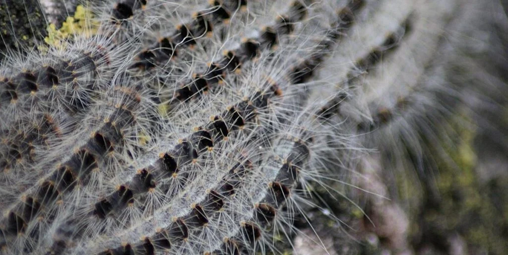 Eichenprozessionsspinner, larva, larve