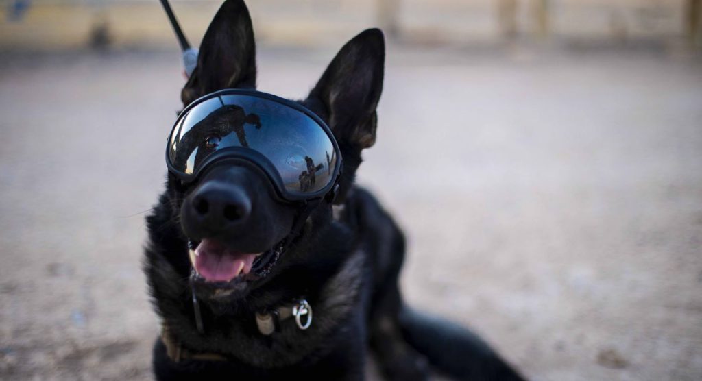 U.S._Army_military_working_dog,_Nick