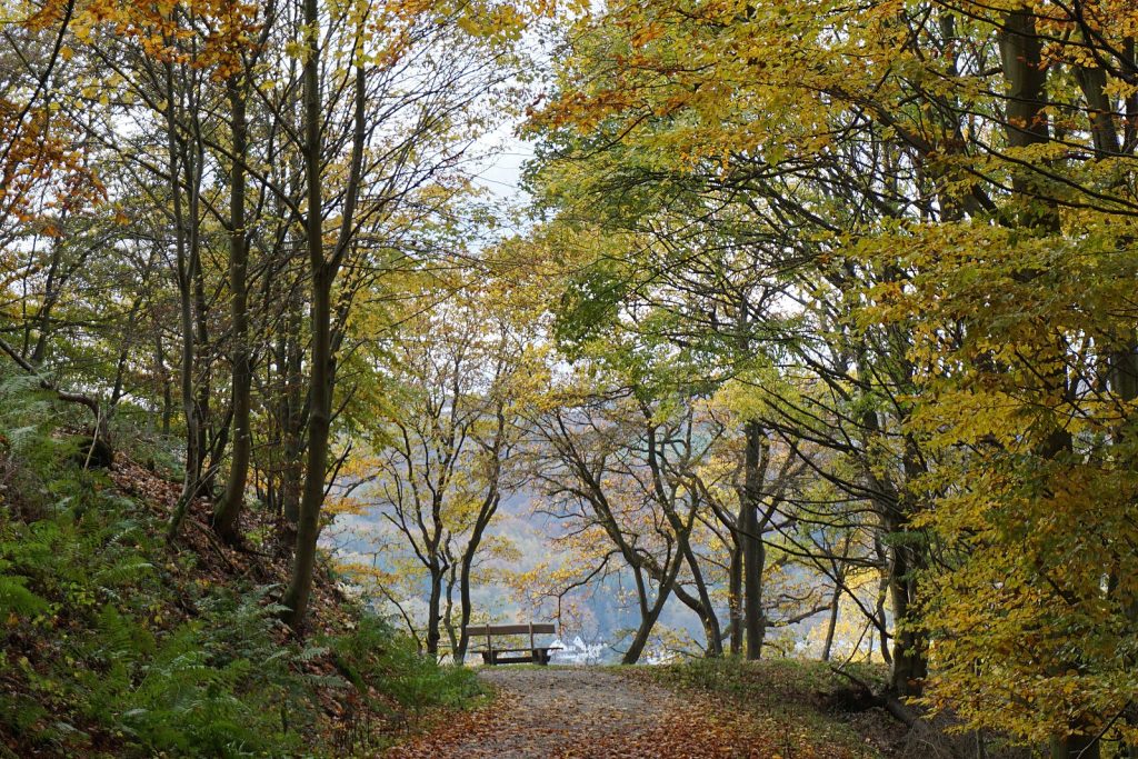Waiting_in_Eifel_National_Park