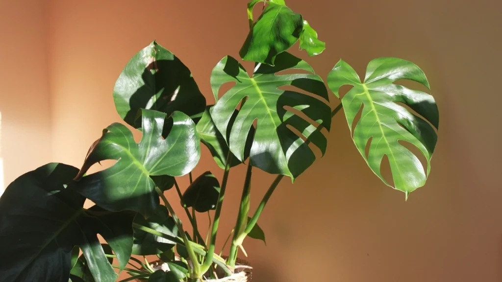 Plant, plante, Monstera