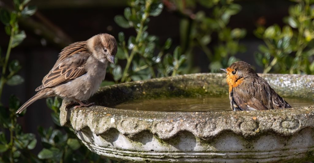 birdbath,fuglebad
