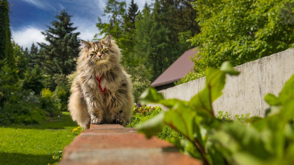 Cat, kat, Katze