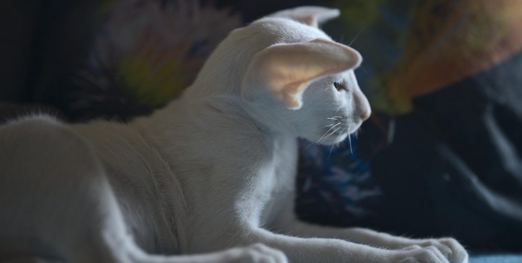 Cat, kat, Katze
