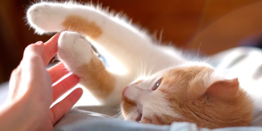 cat kitten killing