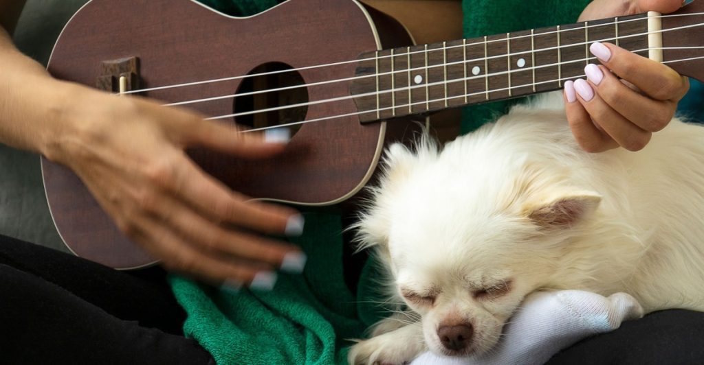 What Does Music Do to Your Dog? 7 Things You Probably Didn’t Know