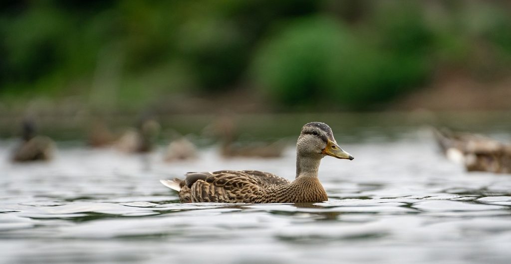 ducks, sø, lake
