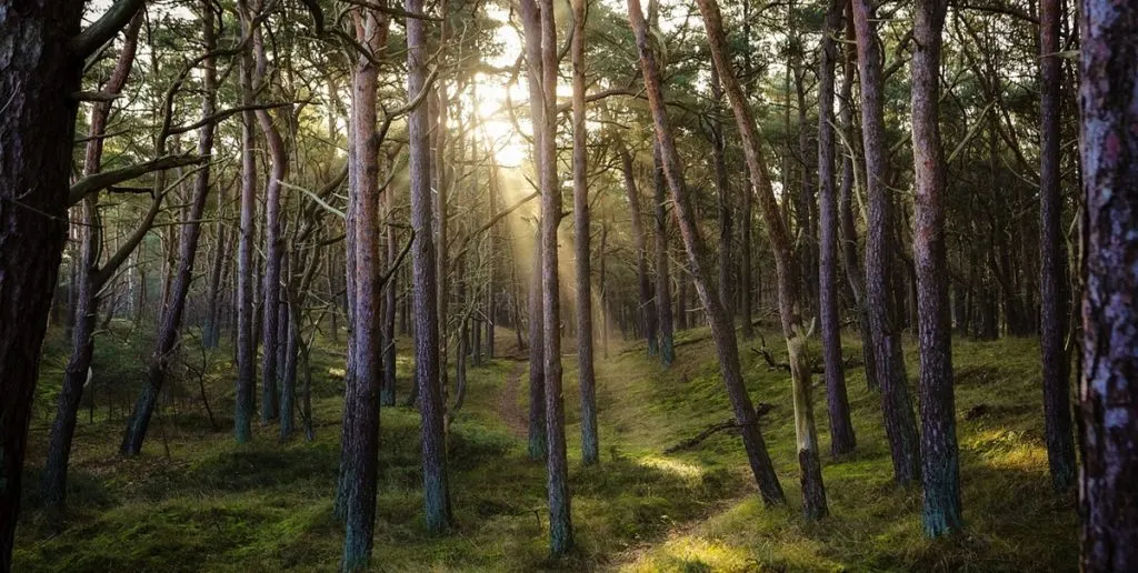 forest, skov, tr&aelig;, tree