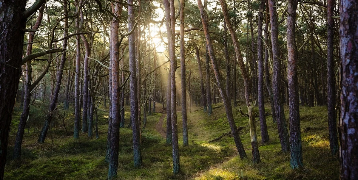 forest, skov, tr&aelig;, tree